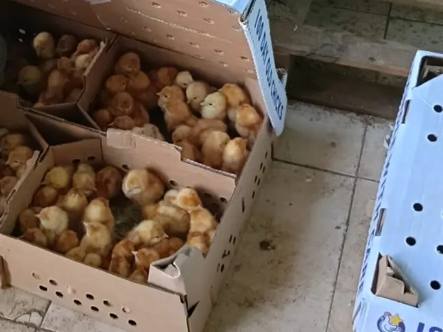 Chicks arriving at our chicken facility