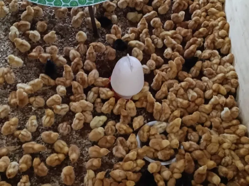 Chicks in the brooder at our chicken facility